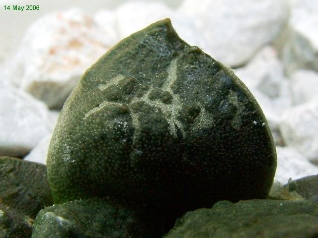 Ariocarpus _fissuratus _SB413 _04